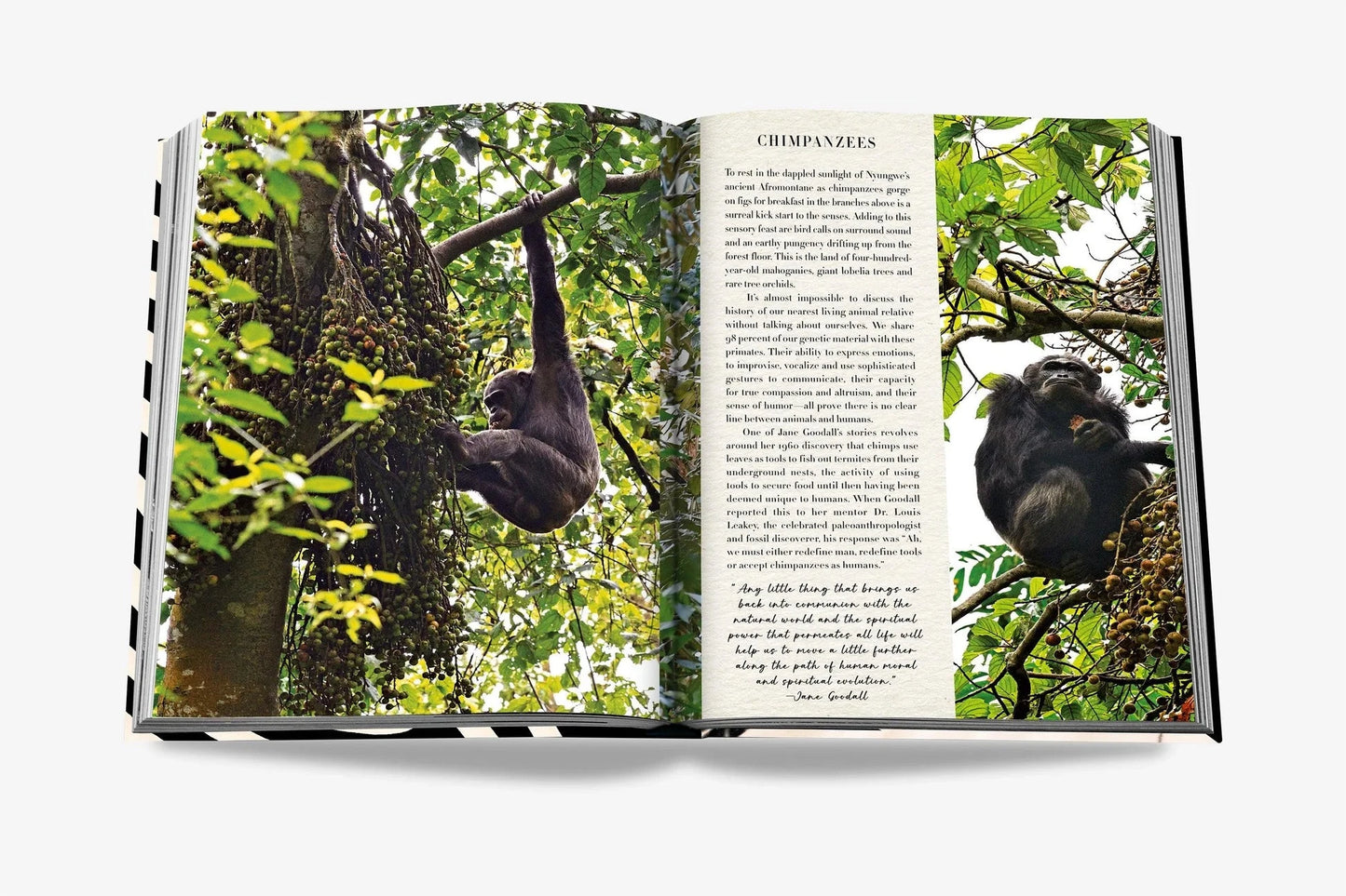 African Adventures Book-Home-Uniquities