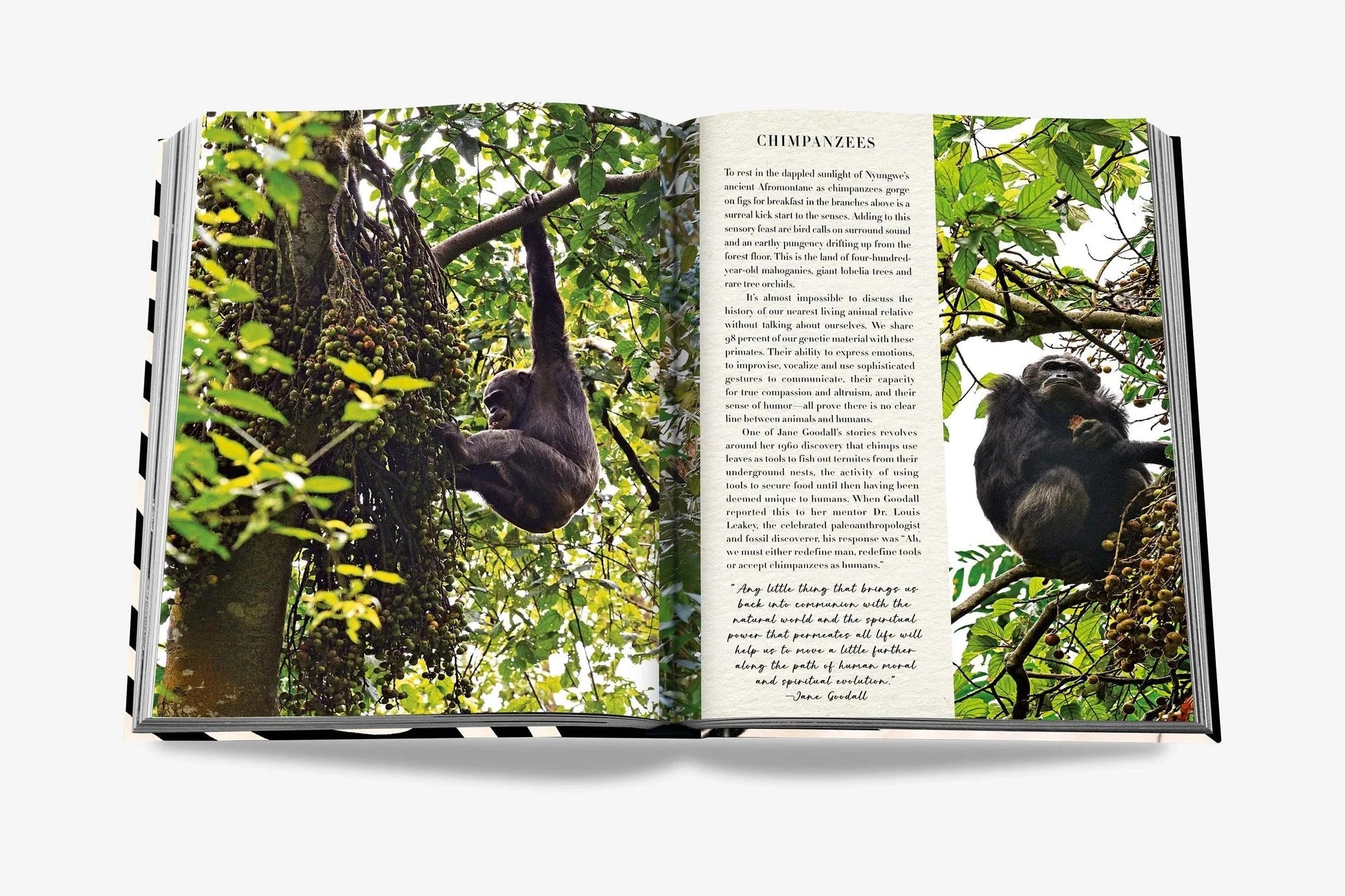 African Adventures Book-Home-Uniquities